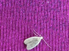 Autosticha kyotensis