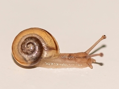 Cepaea hortensis