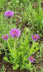 Pseudopegolettia tenella