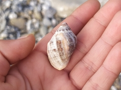 Stramonita haemastoma