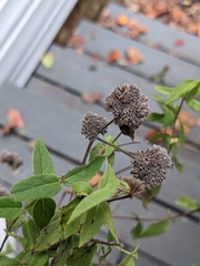 Pycnanthemum verticillatum