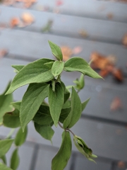 Pycnanthemum verticillatum