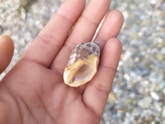 Stramonita haemastoma