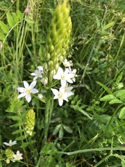 Ornithogalum pyramidale