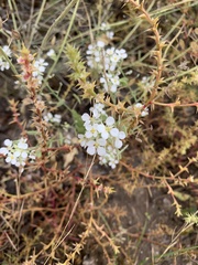 Dimorphocarpa wislizeni