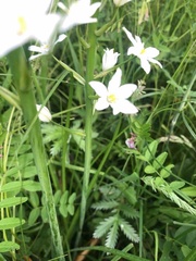 Ornithogalum pyramidale