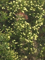 Melaleuca salicina