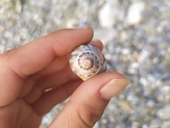 Stramonita haemastoma