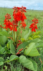 Erythrina zeyheri