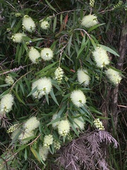 Melaleuca salicina