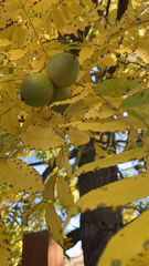 Juglans