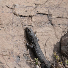 Liolaemus nigroviridis