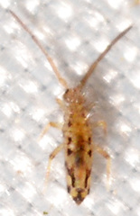 Entomobrya nivalis