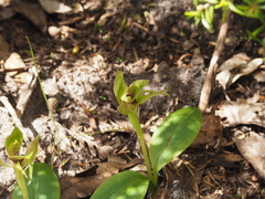 Chiloglottis
