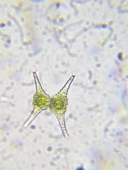 Staurastrum anatinum