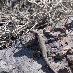 Liolaemus nigroviridis