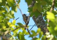 Dryobates passerinus