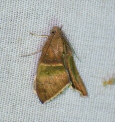 Anomis illita
