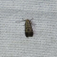 Neodactylota liguritrix