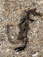 Carpophyllum maschalocarpum