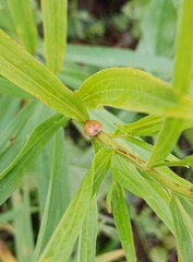 Harmonia axyridis