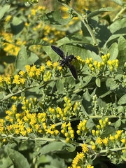 Trichopoda lanipes