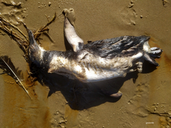 Spheniscus magellanicus