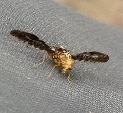 Ulidiidae