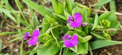 Polygala amatymbica