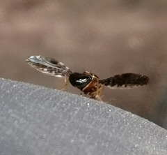 Ulidiidae