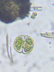 Cosmarium praemorsum