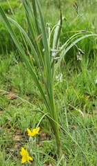 Hypoxis rigidula