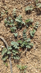 Sibbaldianthe bifurca