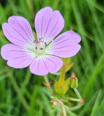 Geranium incanum