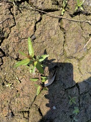 Utterbackia imbecillis