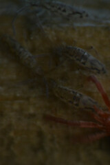 Entomobrya intermedia