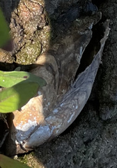 Utterbackia imbecillis