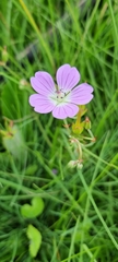 Geranium incanum