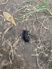 Eleodes suturalis
