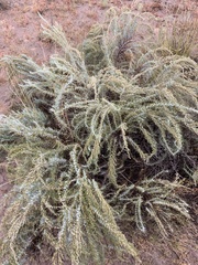 Artemisia filifolia