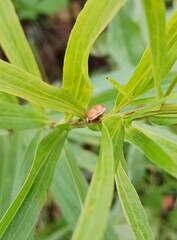 Harmonia axyridis