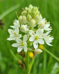 Ornithogalum