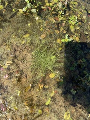 Fimbristylis vahlii
