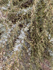 Artemisia filifolia
