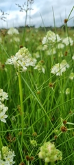 Ornithogalum