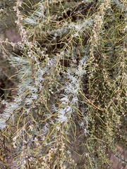 Artemisia filifolia