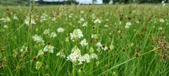 Ornithogalum