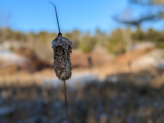 Typha latifolia
