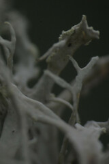 Ramalina
