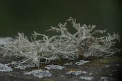 Ramalina